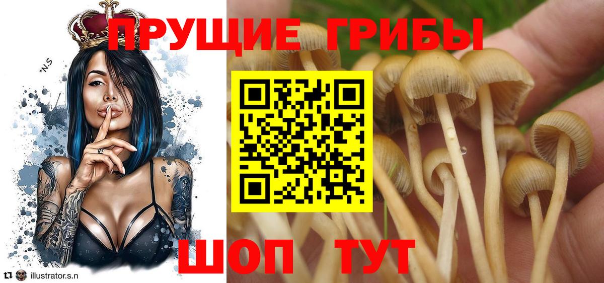 Галлюциногенные грибы Cubensis  наркота  Псилоцибиновые грибы ЛСД  Великий Новгород  Вход с VPN 